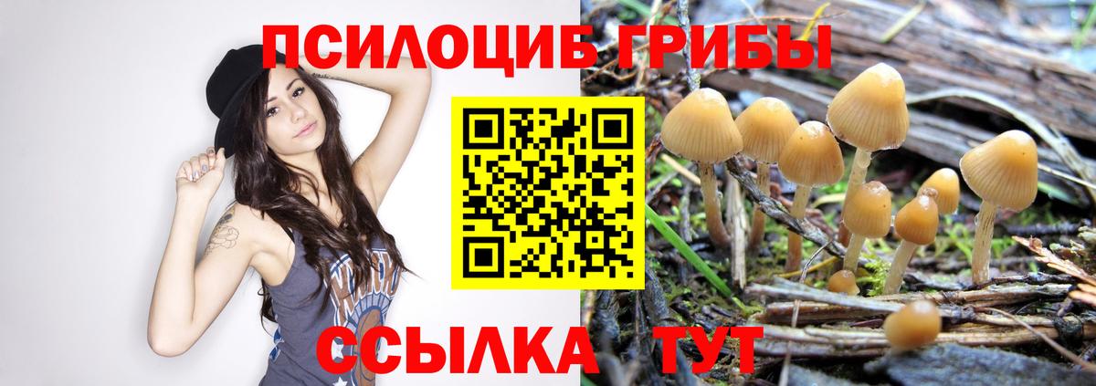 Псилоцибиновые грибы Psilocybine cubensis  Вход с VPN  Сухой Лог 